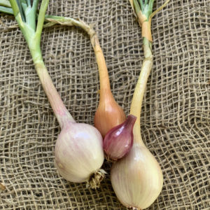 French Grey Shallots Half Pound